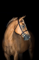 Equine