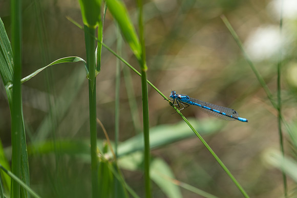 DSC_6669
