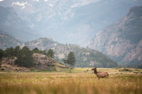 Landscape + Wildlife
