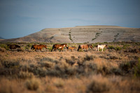 Herd of wild horses at Sand Wash Basin