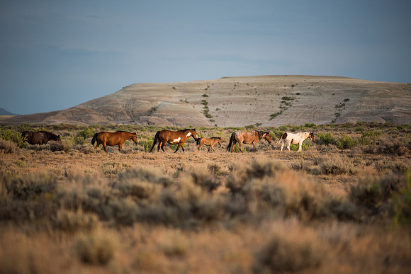 Herd of wild horses at Sand Wash Basin