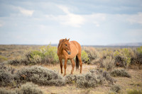 Wild Horses of Sand Wash Basin